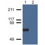 WB - Anti-CPNE7 Antibody [CPNE7-01] (A86676)