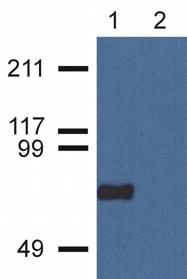 Western Blotting analysis of CPNE7 using Anti-CPNE7 Antibody (A86676) in nuclear cell lysate (1) and cytoplasmic fraction (2) of HeLa cell extracts. Primary antibody: 1 µg/ml.