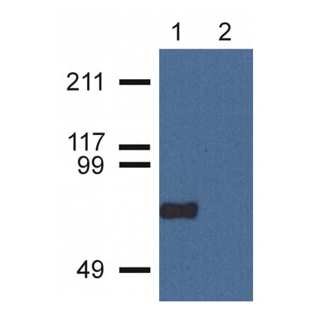 Western Blot - Anti-CPNE7 Antibody [CPNE7-01] (A86673) - Antibodies.com