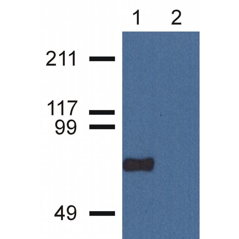Western Blot - Anti-CPNE7 Antibody [CPNE7-01] (A86673) - Antibodies.com