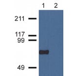 Western Blot - Anti-CPNE7 Antibody [CPNE7-01] (A86673) - Antibodies.com