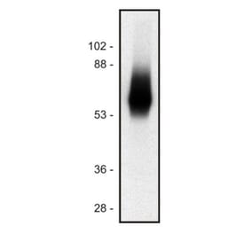 WB - Anti-TRIM Antibody [TRIM-04] (A86682)