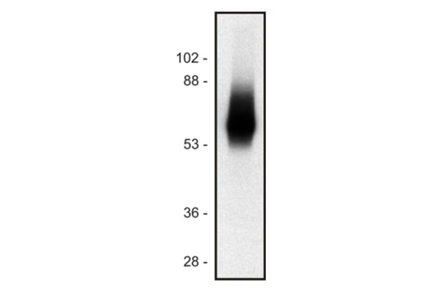WB - Anti-TRIM Antibody [TRIM-04] (A86682)
