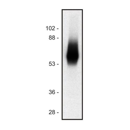 WB - Anti-TRIM Antibody [TRIM-04] (A86682)