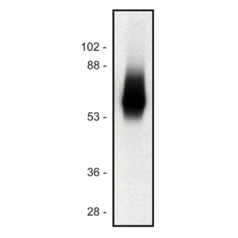 WB - Anti-TRIM Antibody [TRIM-04] (A86682)