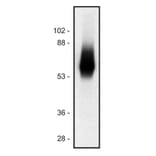 WB - Anti-TRIM Antibody [TRIM-04] (A86682)