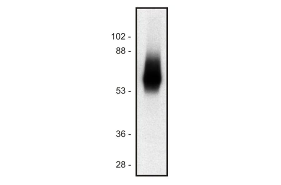 Western Blot - Anti-TRIM Antibody [TRIM-04] (A86680) - Antibodies.com
