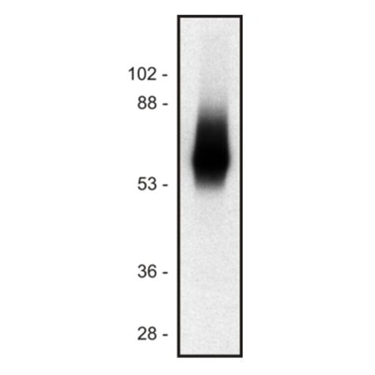Western Blot - Anti-TRIM Antibody [TRIM-04] (A86680) - Antibodies.com