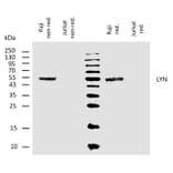 WB - Anti-Lyn Antibody [LYN-01] (A86683)
