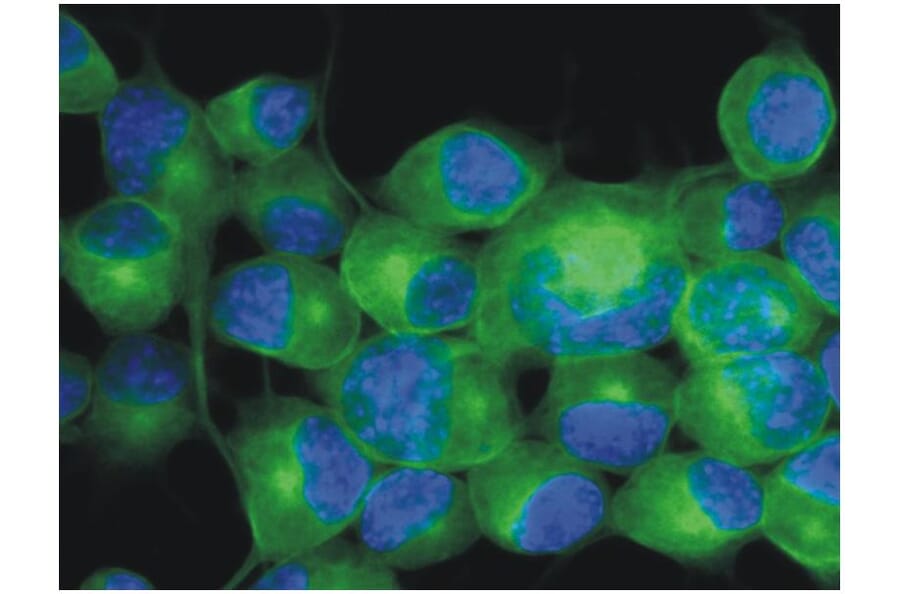 ICC - Anti-beta III Tubulin Antibody [TU-20] (A86691)