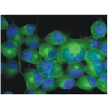ICC - Anti-beta III Tubulin Antibody [TU-20] (A86691)