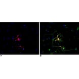 ICC - Anti-beta III Tubulin Antibody [TU-20] (A86691)