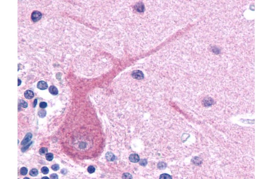 IHC - Anti-beta III Tubulin Antibody [TU-20] (A86691)
