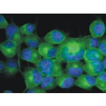 Immunocytochemistry - Anti-beta III Tubulin Antibody [TU-20] (A86689) - Antibodies.com