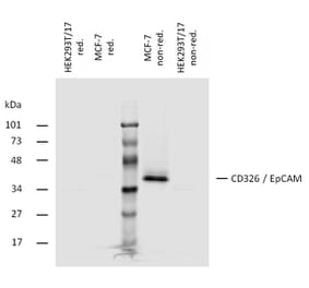 WB - Anti-EpCAM Antibody [323/A3] (A86692)