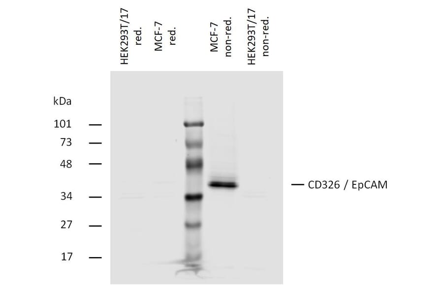 WB - Anti-EpCAM Antibody [323/A3] (A86692)