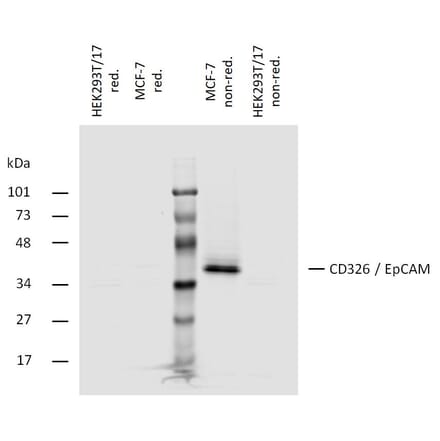 WB - Anti-EpCAM Antibody [323/A3] (A86692)