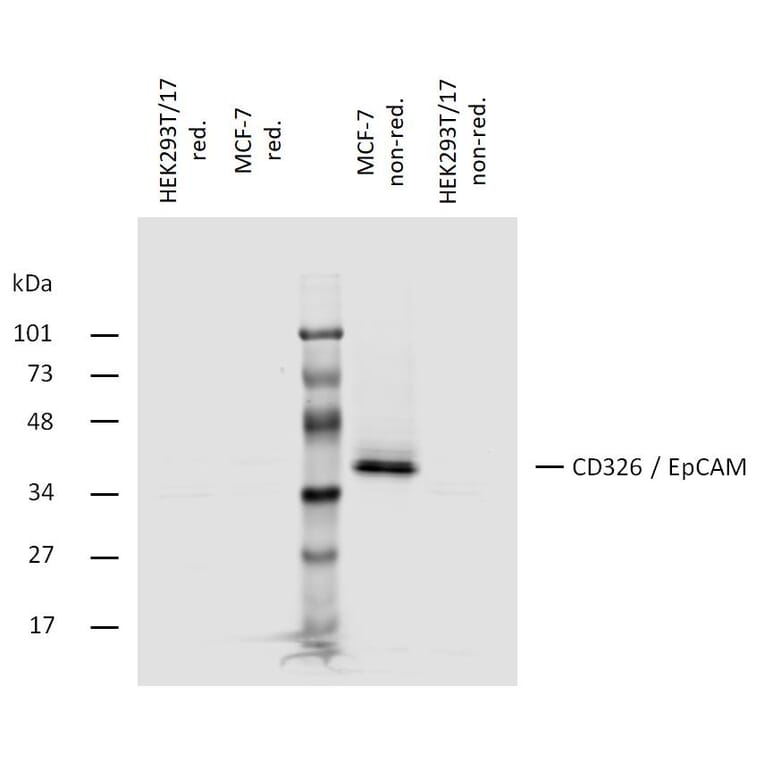 WB - Anti-EpCAM Antibody [323/A3] (A86692)