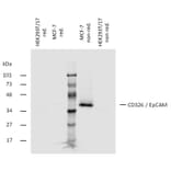 WB - Anti-EpCAM Antibody [323/A3] (A86692)