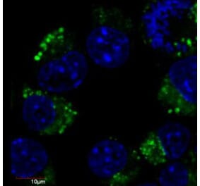 IF - Anti-beta III Tubulin Antibody [TU-20] (FITC) (A86693)