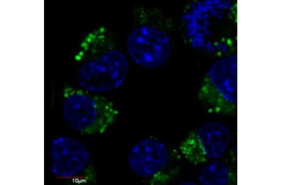 IF - Anti-beta III Tubulin Antibody [TU-20] (FITC) (A86693)