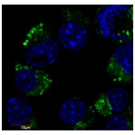 IF - Anti-beta III Tubulin Antibody [TU-20] (FITC) (A86693)