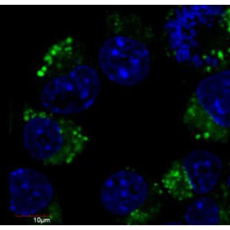 IF - Anti-beta III Tubulin Antibody [TU-20] (FITC) (A86693)