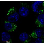 IF - Anti-beta III Tubulin Antibody [TU-20] (FITC) (A86693)