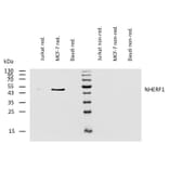 WB - Anti-EBP50/NHERF-1 Antibody [EBP-10] (A86695)