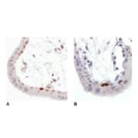 IHC - Anti-p53 (phospho S392) Antibody [FP3.2 [FPS392]] (A86708)