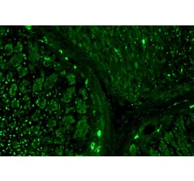 IHC - Anti-alpha Tubulin Antibody [TU-16] (A86709)