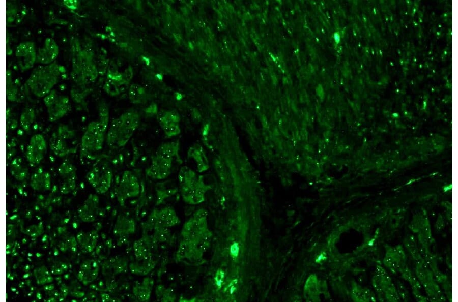 IHC - Anti-alpha Tubulin Antibody [TU-16] (A86709)