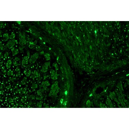 IHC - Anti-alpha Tubulin Antibody [TU-16] (A86709)