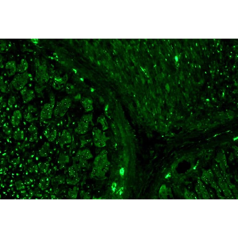 IHC - Anti-alpha Tubulin Antibody [TU-16] (A86709)