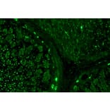 IHC - Anti-alpha Tubulin Antibody [TU-16] (A86709)