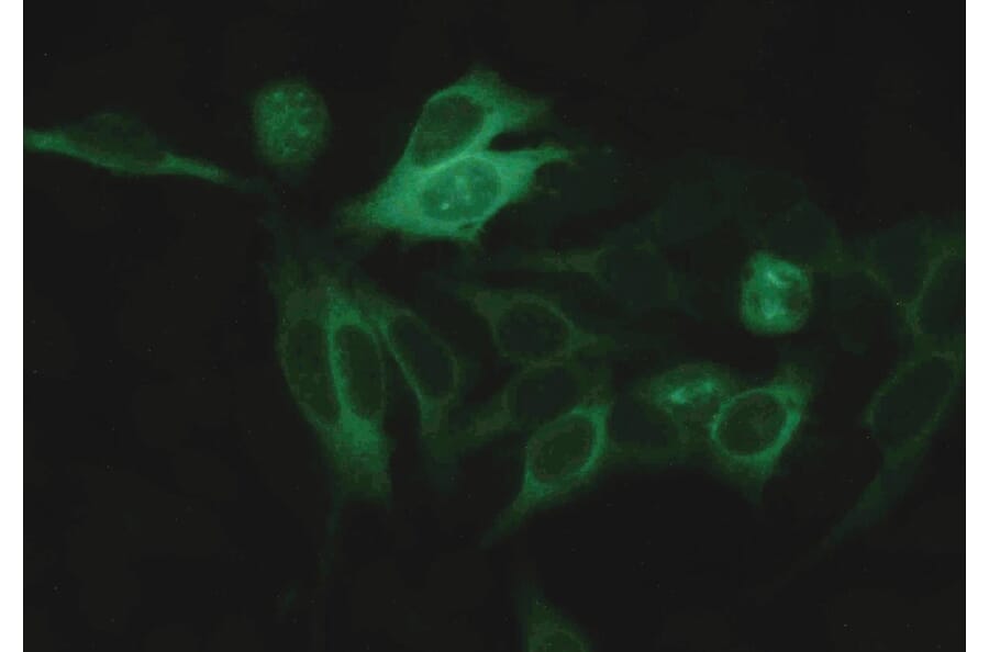 ICC - Anti-alpha Tubulin Antibody [TU-16] (A86709)