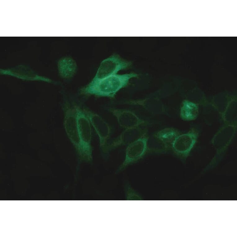 ICC - Anti-alpha Tubulin Antibody [TU-16] (A86709)