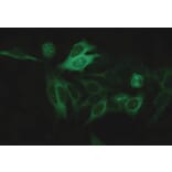 ICC - Anti-alpha Tubulin Antibody [TU-16] (A86709)