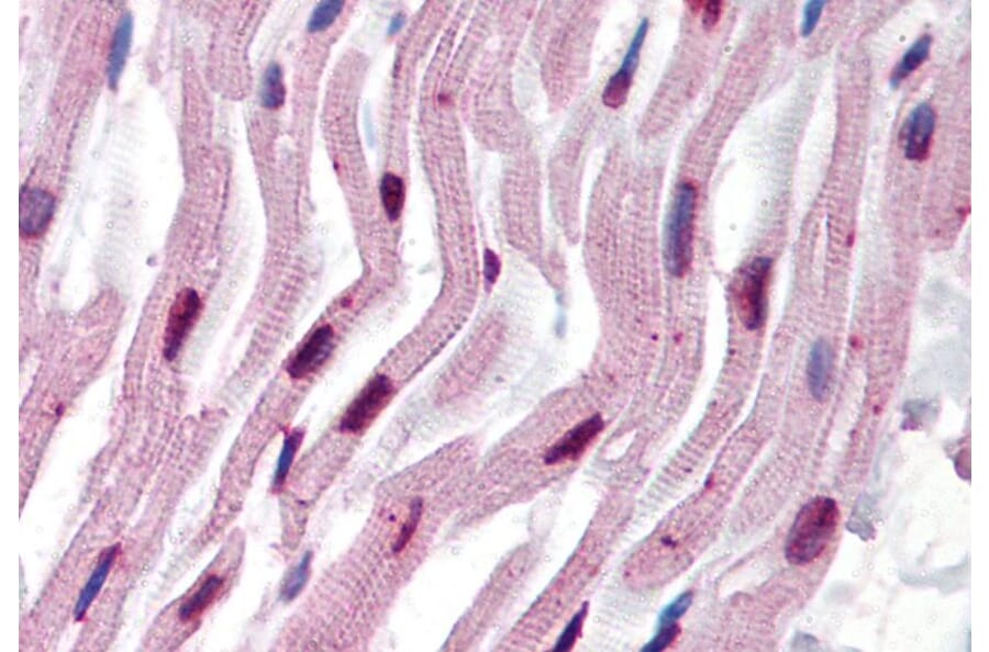 IHC - Anti-alpha Tubulin Antibody [TU-16] (A86709)