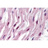 IHC - Anti-alpha Tubulin Antibody [TU-16] (A86709)