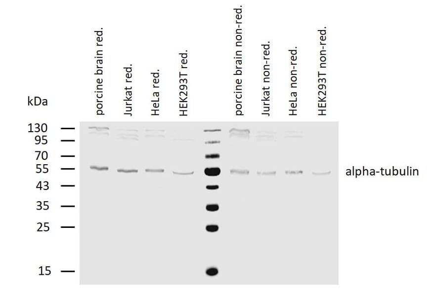 WB - Anti-alpha Tubulin Antibody [TU-16] (A86709)