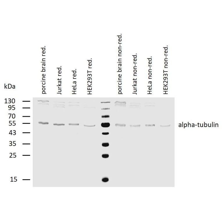 WB - Anti-alpha Tubulin Antibody [TU-16] (A86709)