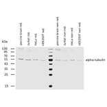 WB - Anti-alpha Tubulin Antibody [TU-16] (A86709)