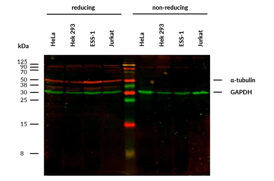 WB - Anti-alpha Tubulin Antibody [TU-16] (A86709)