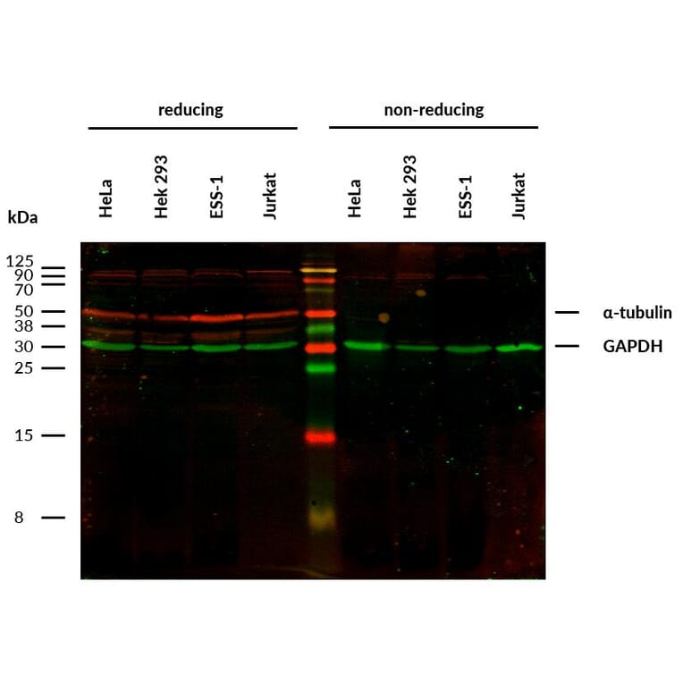 WB - Anti-alpha Tubulin Antibody [TU-16] (A86709)