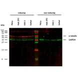 WB - Anti-alpha Tubulin Antibody [TU-16] (A86709)