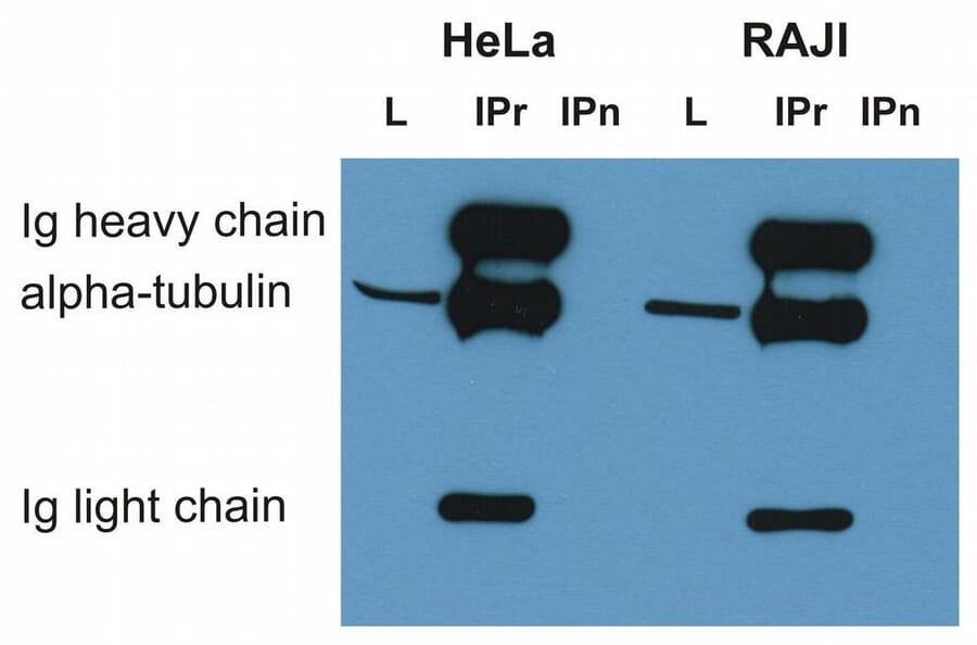 IP - Anti-alpha Tubulin Antibody [TU-16] (A86709)
