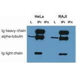 IP - Anti-alpha Tubulin Antibody [TU-16] (A86709)