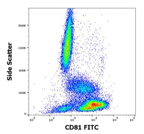 Flow Cytometry - Anti-CD81 Antibody [M38] (FITC) (A86716)