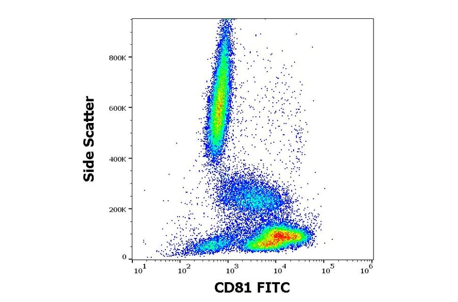 Flow Cytometry - Anti-CD81 Antibody [M38] (FITC) (A86716)
